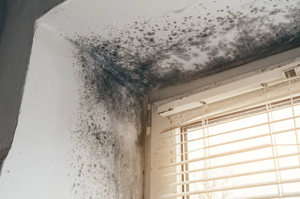 Affordable Mold Testing solutions in Upper Falls, MD