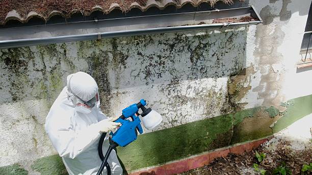 Top rated local Mold Testing specialists in Upper Falls, MD